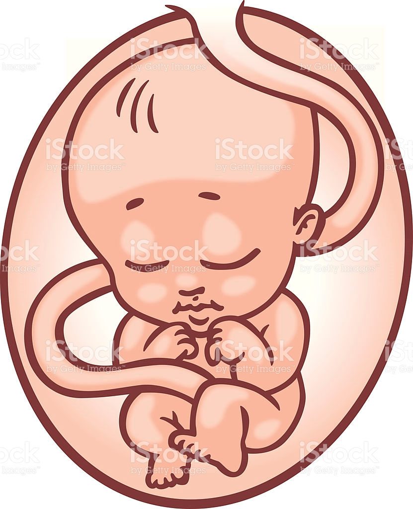 baby in womb.png